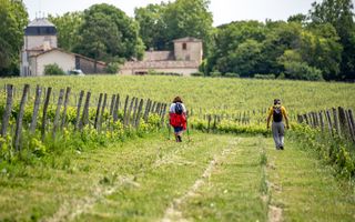 walk-through-the-vines